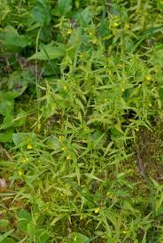 Attēlu rezultāti vaicājumam “Melampyrum sylvaticum leaf”