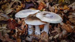 Attēlu rezultāti vaicājumam “Clitocybe nebularis”