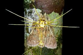 Attēlu rezultāti vaicājumam “Cordyceps”