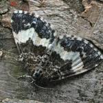 Attēlu rezultāti vaicājumam “Spargania luctuata”