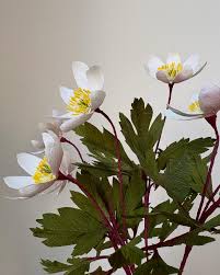 Attēlu rezultāti vaicājumam “Anemone nemorosa bud”