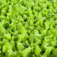 Image result for Kopfsalat