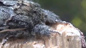 Attēlu rezultāti vaicājumam “Peridea anceps”