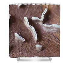 Attēlu rezultāti vaicājumam “Physarum bivalve”