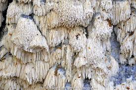 Attēlu rezultāti vaicājumam “Schizopora paradoxa”