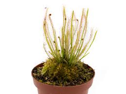 Attēlu rezultāti vaicājumam “Drosera x obovata”