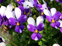 Attēlu rezultāti vaicājumam “Viola collina”