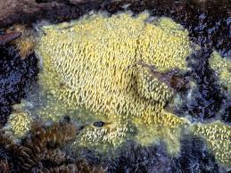 Attēlu rezultāti vaicājumam “Mycoacia fuscoatra”