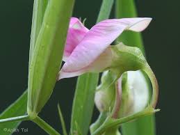 Attēlu rezultāti vaicājumam “Lathyrus sylvestris leaf”