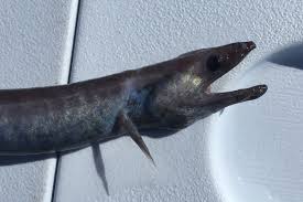 Image result for Eumegistus illustris