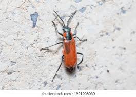 Attēlu rezultāti vaicājumam “Anthocomus rufus”