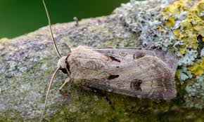 Attēlu rezultāti vaicājumam “Agrotis exclamationis”