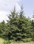 <b>Picea</b> glauca