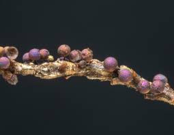 Attēlu rezultāti vaicājumam “Lamproderma violaceum plasmodium”