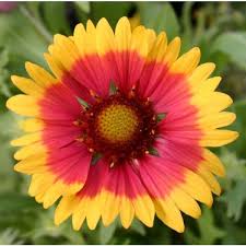 Image result for Gaillardia `Kobold`