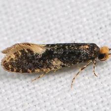 Attēlu rezultāti vaicājumam “Monopis weaverella”