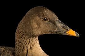 Image result for Anser fabalis