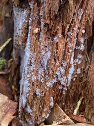 Attēlu rezultāti vaicājumam “Ceratiomyxaceae”