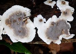 Attēlu rezultāti vaicājumam “Lycogala confusum young”