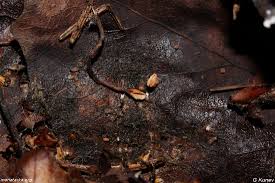 Attēlu rezultāti vaicājumam “Heyderia abietis”