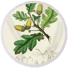 Attēlu rezultāti vaicājumam “Quercus robur leaf”