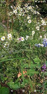 Image result for Leucanthemella serotina