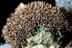 Attēlu rezultāti vaicājumam “Melanospora lagenaria”