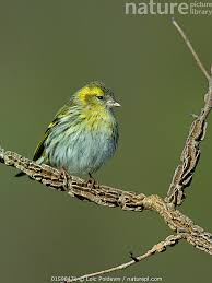 Attēlu rezultāti vaicājumam “Carduelis spinus”
