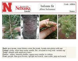 Attēlu rezultāti vaicājumam “Abies balsamea”