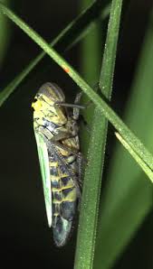 Attēlu rezultāti vaicājumam “Cicadella viridis female”