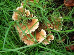 Attēlu rezultāti vaicājumam “Lycogala asperum young”