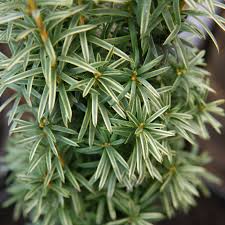 Attēlu rezultāti vaicājumam “Taxus baccata”