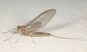 Attēlu rezultāti vaicājumam “Siphlonurus”