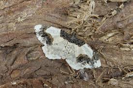 Attēlu rezultāti vaicājumam “Ligdia adustata”