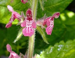 Attēlu rezultāti vaicājumam “Stachys sylvatica”