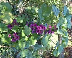 Image result for Malva sylvestris 'Zebrina'