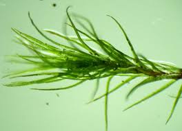 Attēlu rezultāti vaicājumam “Dicranella varia”