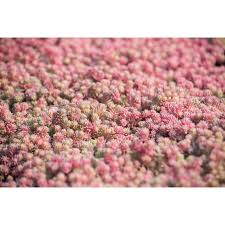 Attēlu rezultāti vaicājumam “Sedum hispanicum flower”