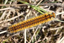 Attēlu rezultāti vaicājumam “Lasiocampa trifolii”