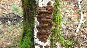 Attēlu rezultāti vaicājumam “Inonotus rheades”