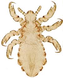 Attēlu rezultāti vaicājumam “Phthiraptera”