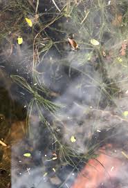 Attēlu rezultāti vaicājumam “Nitella flexilis”