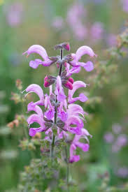 Image result for Salvia pratensis `Rose Rhapsody