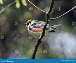 Image result for Dendroica pensylvanica