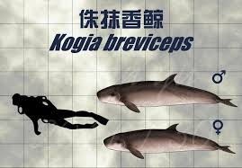 Image result for Kogia breviceps