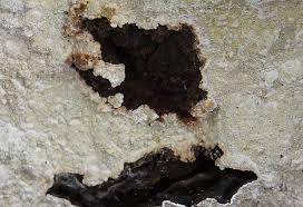 Attēlu rezultāti vaicājumam “Cystostereum murrayi”