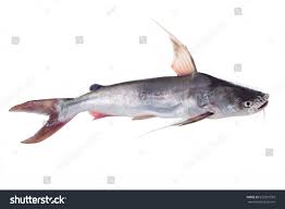 Image result for Bagre marinus