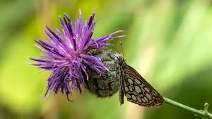 Attēlu rezultāti vaicājumam “Heteropterus morpheus underside”