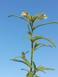 Attēlu rezultāti vaicājumam “Microrrhinum minus leaf”