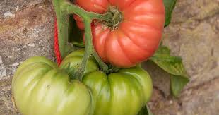 Afbeeldingsresultaat voor mortgage lifter bicolor strain tomato